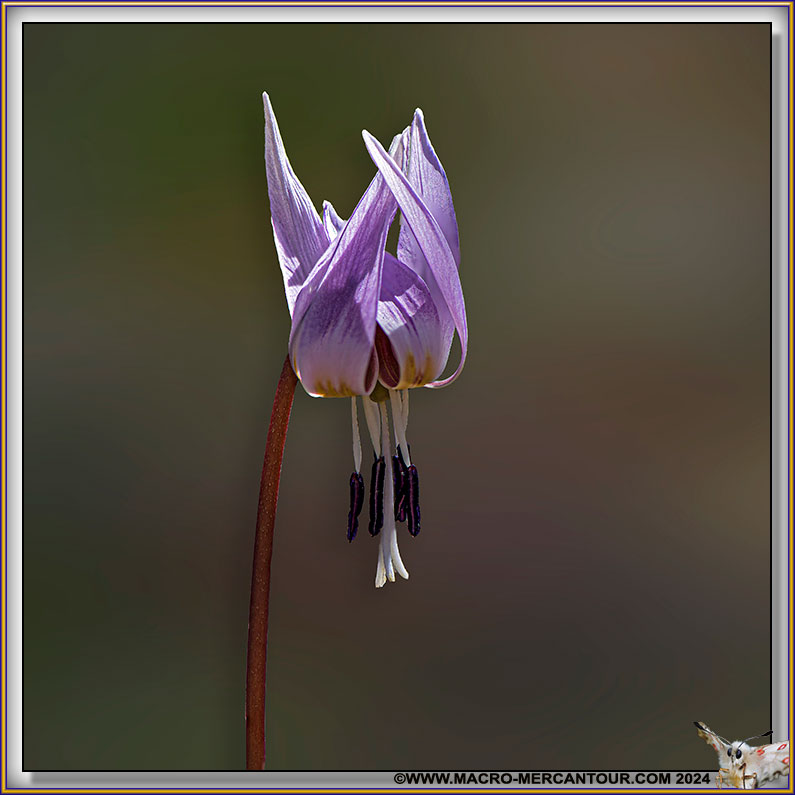 Erythrone dent de chien